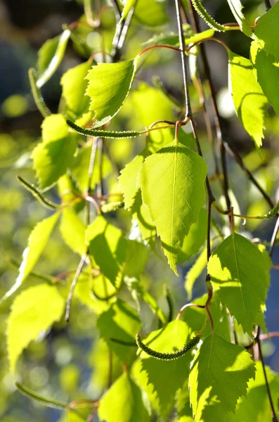 Brzozy liście makro na wiosnę — Zdjęcie stockowe