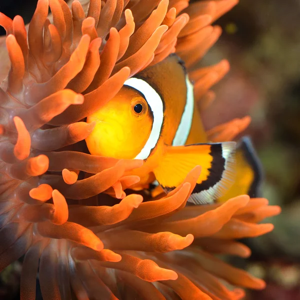 Clownfish in marine aquarium — Stock Photo, Image