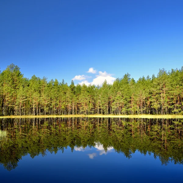 Lago nella foresta con riflessione — Foto Stock