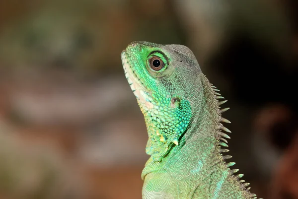 Colorful green lizard close-up — Stock Photo, Image