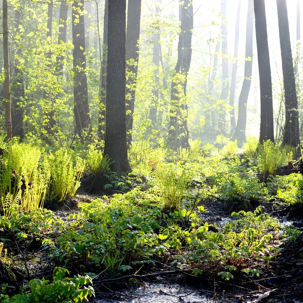 Swamp in fog at the sunrise — Stock Photo, Image