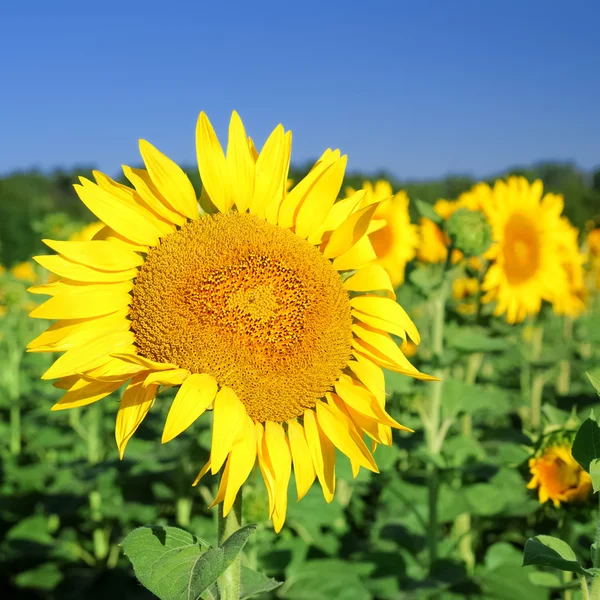 Solrosor på fältet på sommaren — Stockfoto