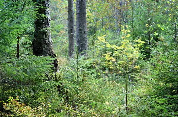 Karanlık çam ormanı sahnesi — Stok fotoğraf