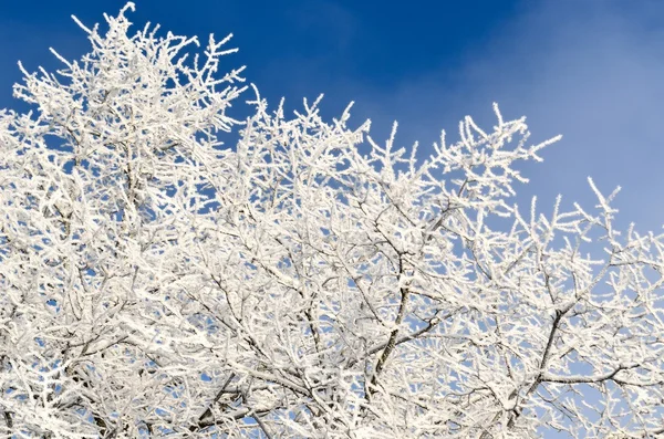 Hoar-frost ağaçları kış — Stok fotoğraf