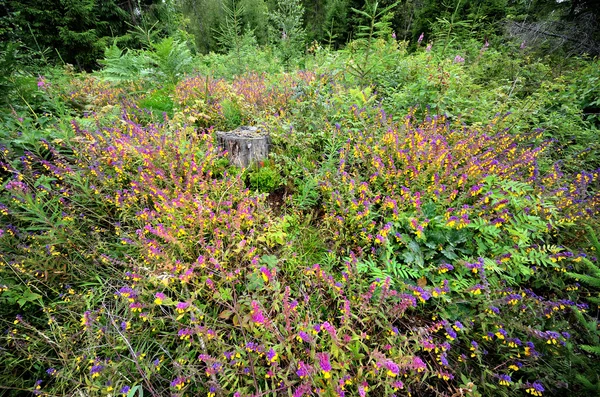 Forest flowers Melampyrum nemorosum — Stock Photo, Image