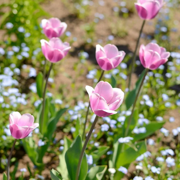 Tulipanes en primavera — Foto de Stock