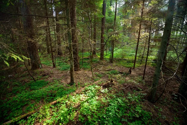 Mörk tallskog scen — Stockfoto