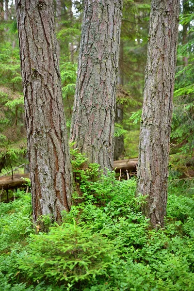 Dark pine forest scene — Stock Photo, Image