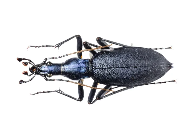Colorful ground beetle isolated — Stock Photo, Image