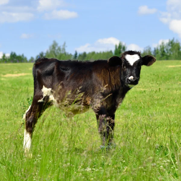 Calf at the green against blue sky — Stock Photo, Image