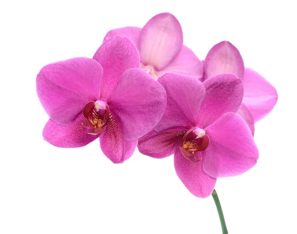 Темно-розовый цветок орхидеи крупным планом изолирован на белом — стоковое фото