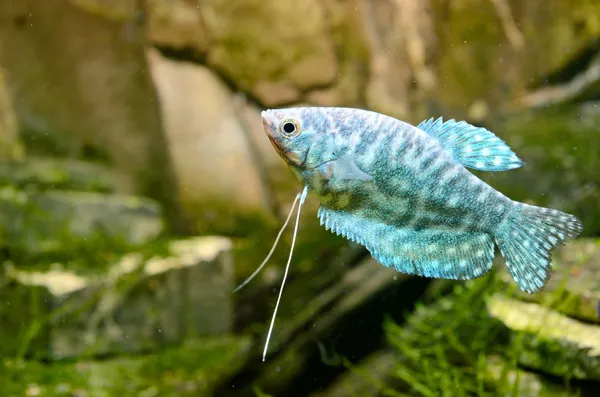 Tropische vissen trichogaster in aquarium — Stockfoto