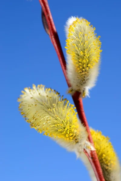 Blühende Weidenzweige aus nächster Nähe vor blauem Himmel — Stockfoto