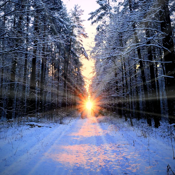 Rayos solares en bosque invernal — Foto de Stock