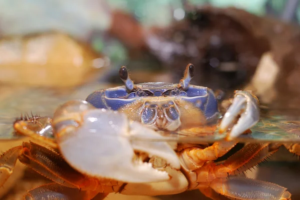 Rainbow crab — Stock Photo, Image