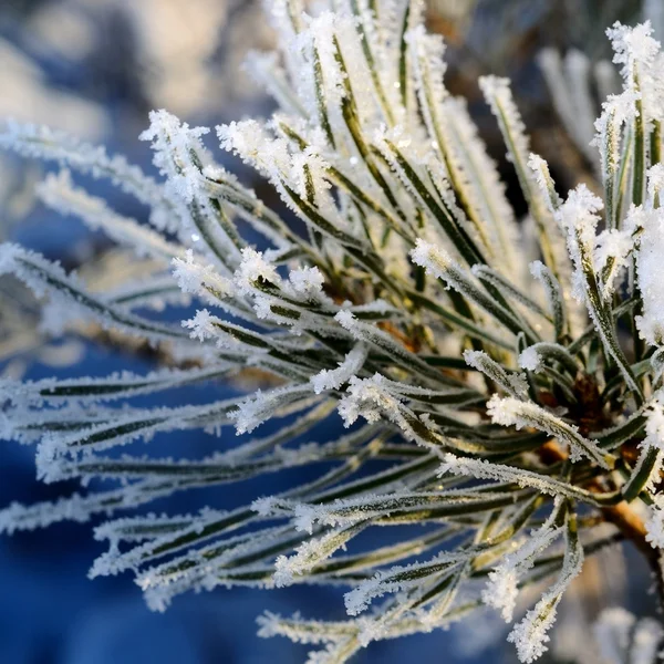 Pin couvert de givre blanc — Photo