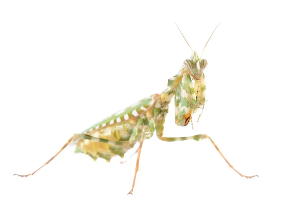 Mantide religiosa Blepharopsis mendica isolata — Foto Stock