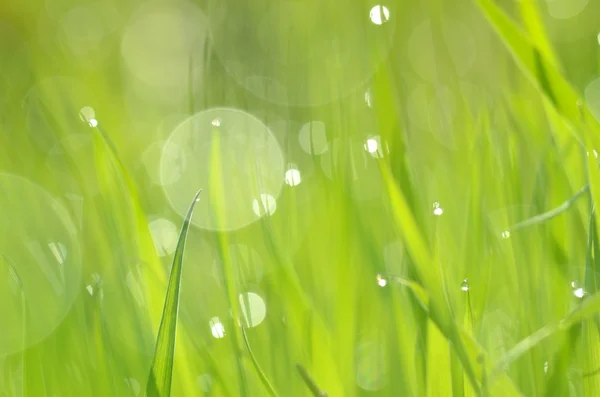 Frisches grünes Gras mit Wassertropfen aus nächster Nähe — Stockfoto