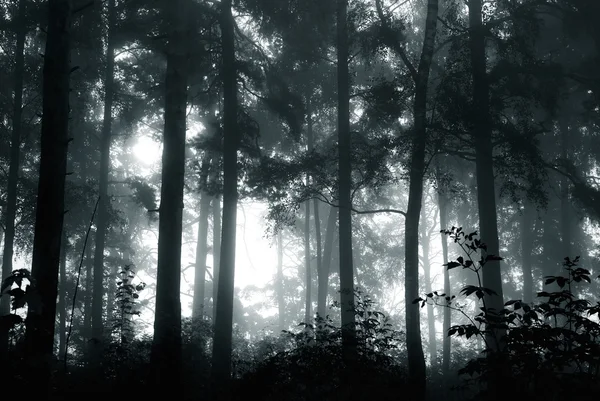 Мистический лес с туманом и сияющими за деревьями — стоковое фото