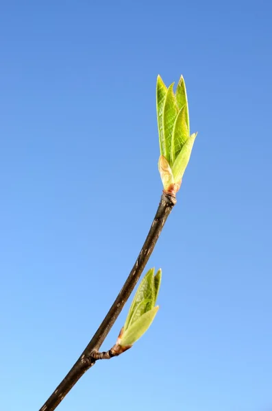 Zelený strom bud detail proti modré obloze na jaře — Stock fotografie