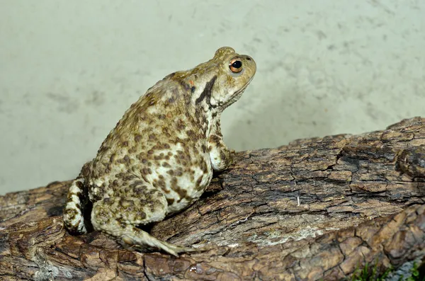 European common toad — Stock Photo, Image
