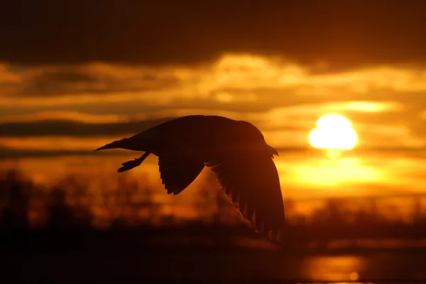 Vogel bei Sonnenuntergang — Stockfoto