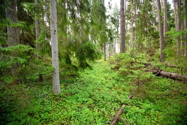 Pinheiro escuro cena floresta — Fotografia de Stock