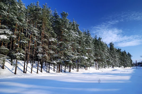 Foresta invernale nella luminosa giornata di sole — Foto Stock