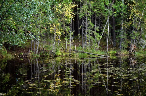 Pineta scura e un lago — Foto Stock