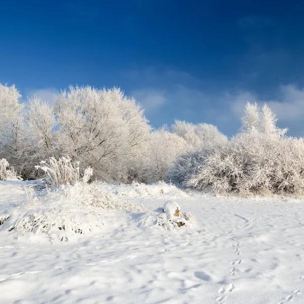Hoar-frost ağaçları kış — Stok fotoğraf