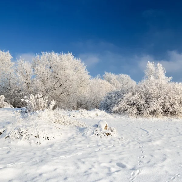 Rimfrost på träden på vintern — Stockfoto