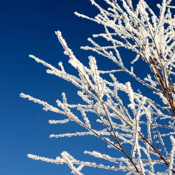 Gelée blanche sur les arbres en hiver — Photo