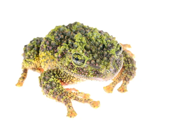 Der moosige Frosch theloderma corticale isoliert auf weiß — Stockfoto