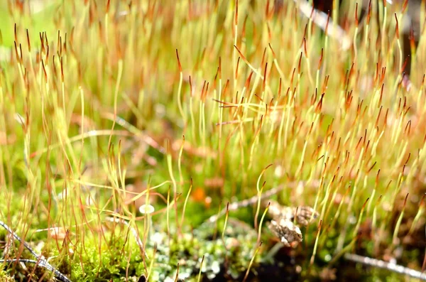 Närbild av en färgglad moss med sporer — Stockfoto