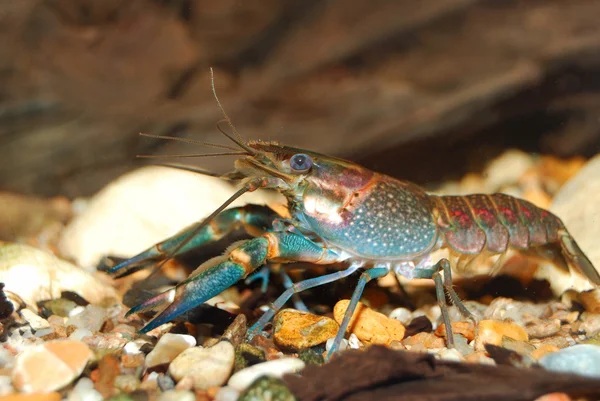 Colorful Australian blue crayfish - cherax quadricarinatus in aquarium — Stock Photo, Image