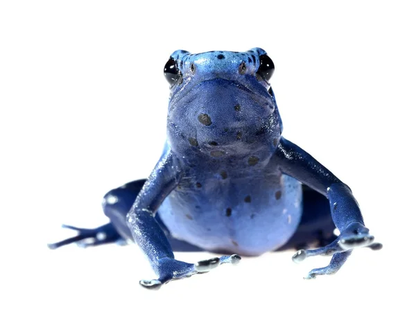 Blue dyeing dart frog Dendrobates tinctorius azureus isolated on white — Stock Photo, Image