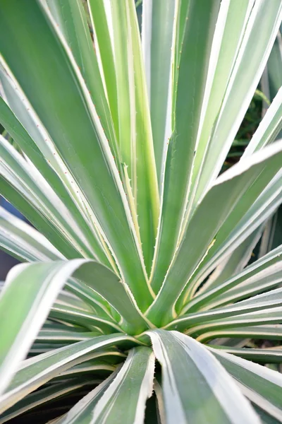 Aloë close-up — Stockfoto