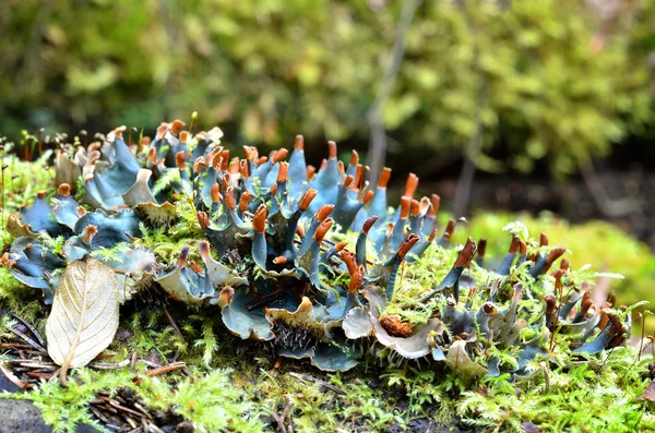 Blauwe korstmossen in het forest — Stockfoto