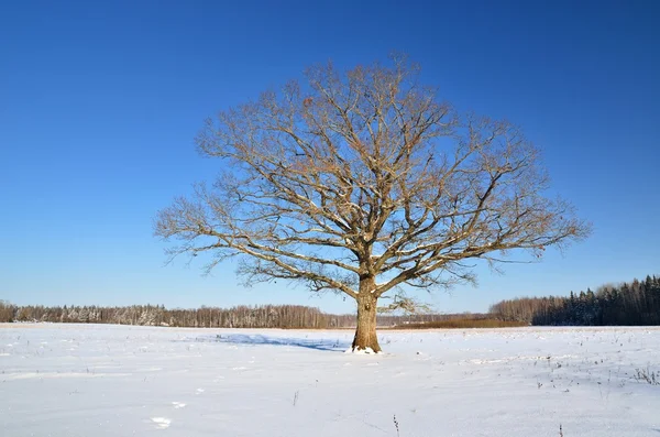 Eenzame eik in het veld in de winter — Stockfoto