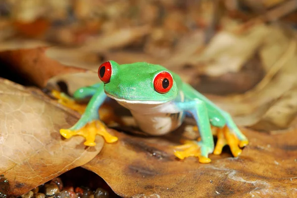 Rode ogen kikker agalychnis callidryas in terrarium — Stockfoto