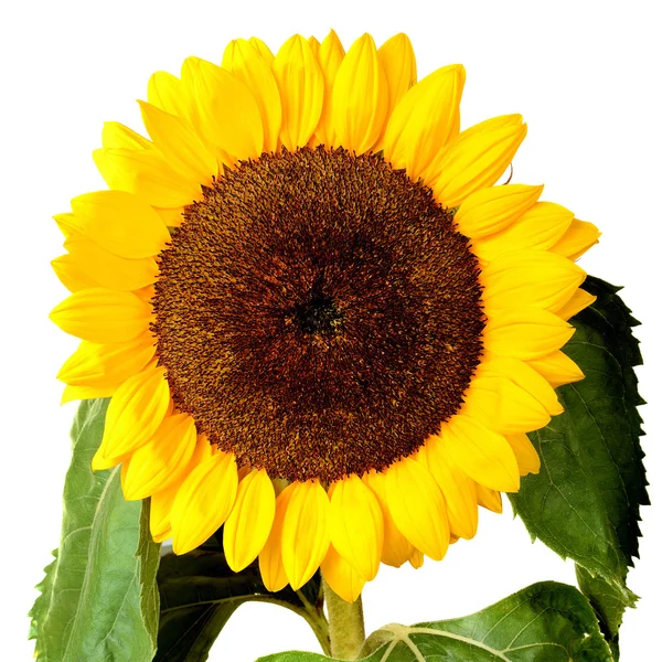 Sunflower isolated on white — Stock Photo, Image