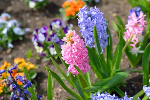 Hyacintové květiny zblízka na zahradě — Stock fotografie