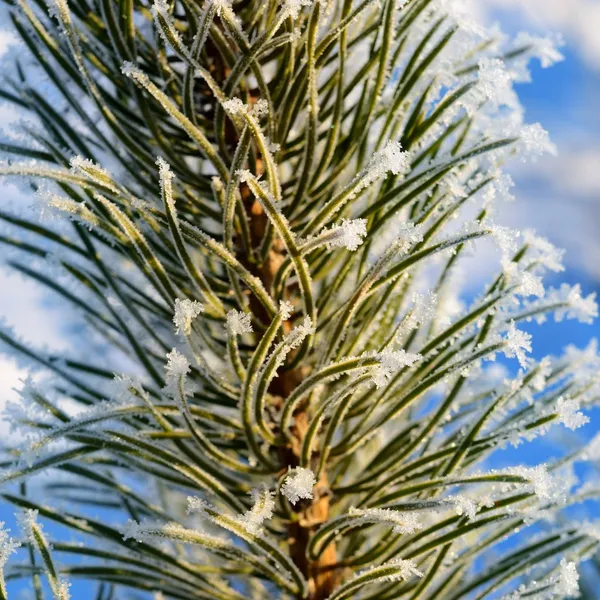 松の木は霜霜で覆われて — ストック写真