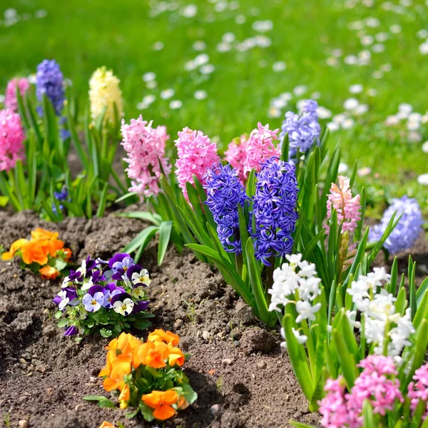 Hyacint blommor nÃ ¤ra i trÃ ¤dgÃ ¥rden — Stockfoto