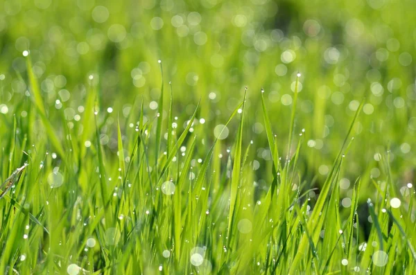 Frisches grünes Gras mit Wassertropfen aus nächster Nähe — Stockfoto