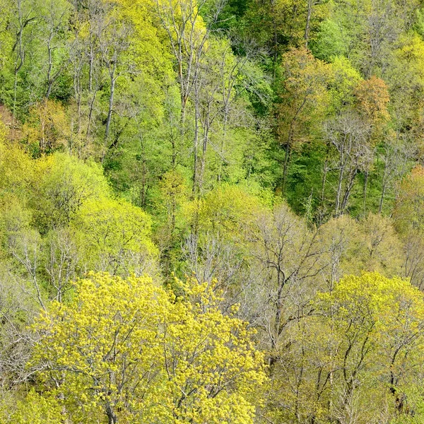 Powierzchniową widok na dolinę rzeki gauja wiosną w sigulda, Łotwa — Zdjęcie stockowe