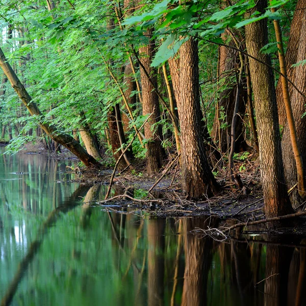 Forest river scene — Stock Photo, Image