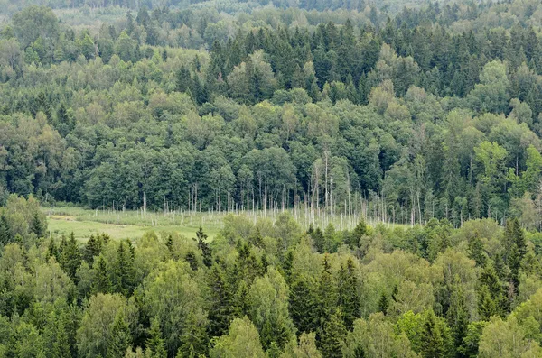 Hills with forest — Stock Photo, Image