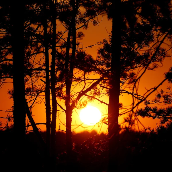 Tree silhouettes against orange sunset — Stock Photo, Image