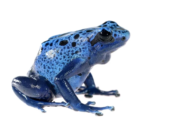 Блакитне фарбування дротяної жаби Дендробати настоянка азус ізольовані на білому — стокове фото